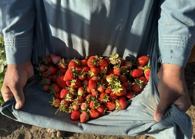 توت زمینی