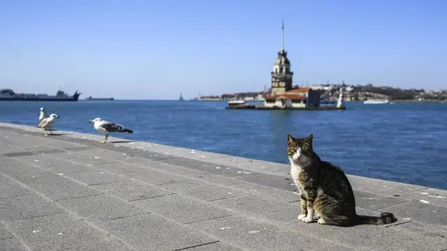Kız Kulesi'nin önünde duran iki martı ve kameraya bakan bir kedi