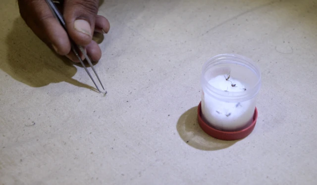 મચ્છર, મલેરિયા, ચિકનગુનિયા, રોગચાળો, ગુજરાત
