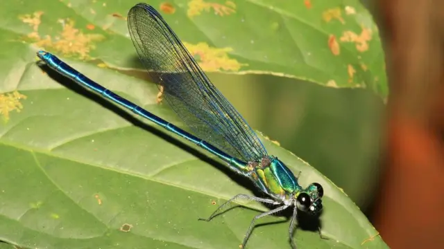 اوماگوما از معدود حشراتی که به نام یک گروه راک بریتانیایی نامگذاری شده است