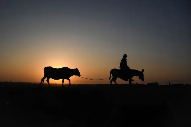 Nama harree yaabbee galgala yeroo aduun dhiitu loon galchaa jiru