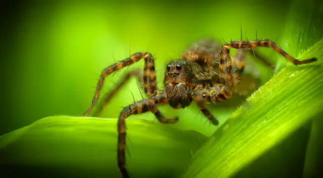 یک عنکبوت روی برگ