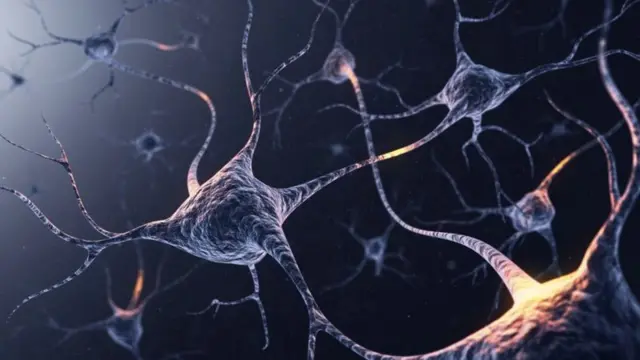 neurons