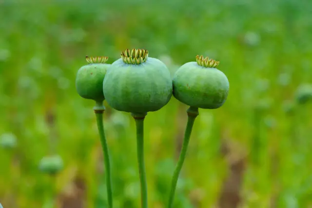Opium poppy