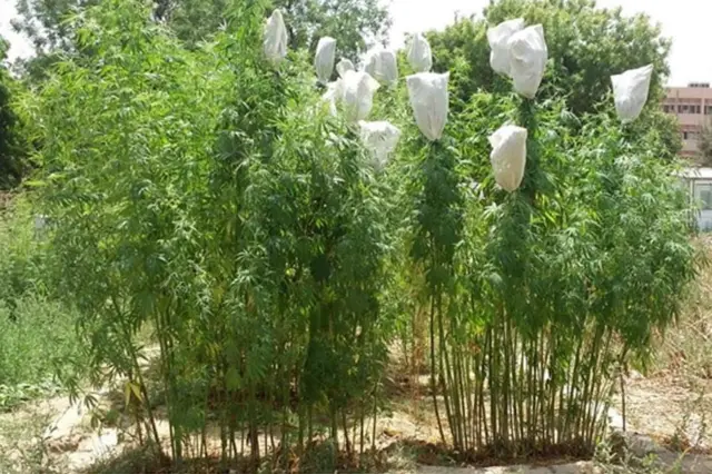 गांजा वनस्पती लागवड