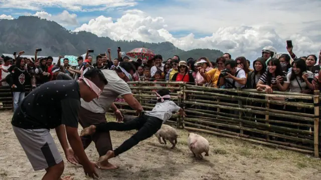 babi, makanan, budaya