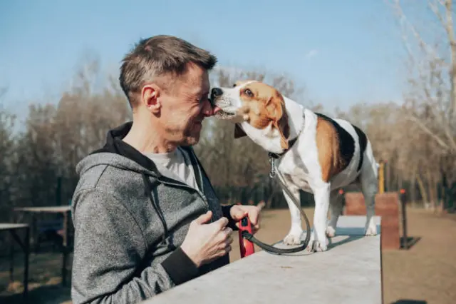 dog