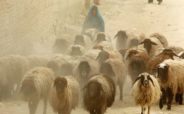 یک دختر افغان همراه با مواشی 