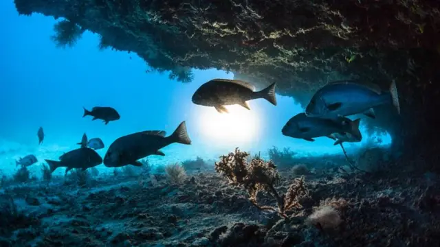 మెరైన్ హీట్‌వేవ్స్