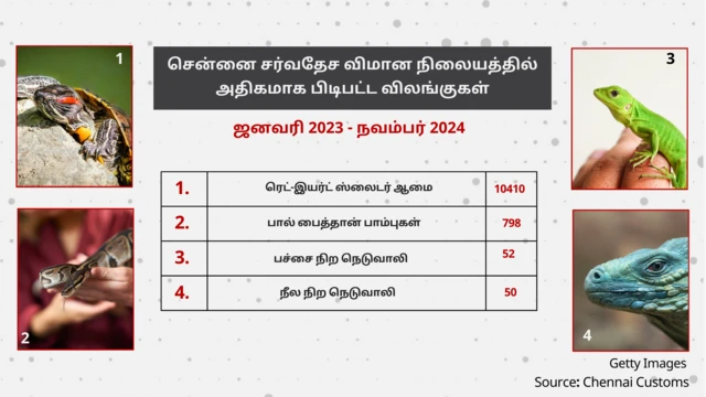 சென்னை சர்வதேச விமான நிலையம், வனவிலங்குகள் கடத்தல், சென்னை சுங்கம் 