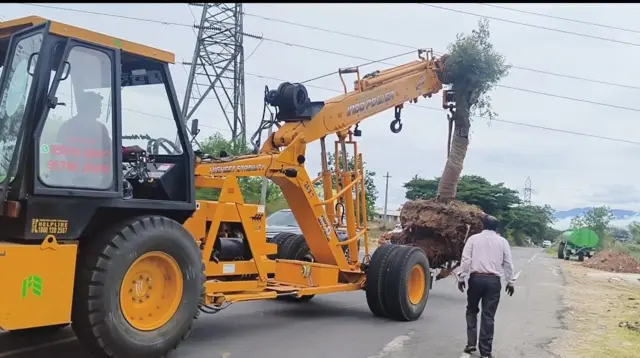 கோவை, பசுமை, மரத்தை வேரோடு பிடுங்கி மறுநடவு