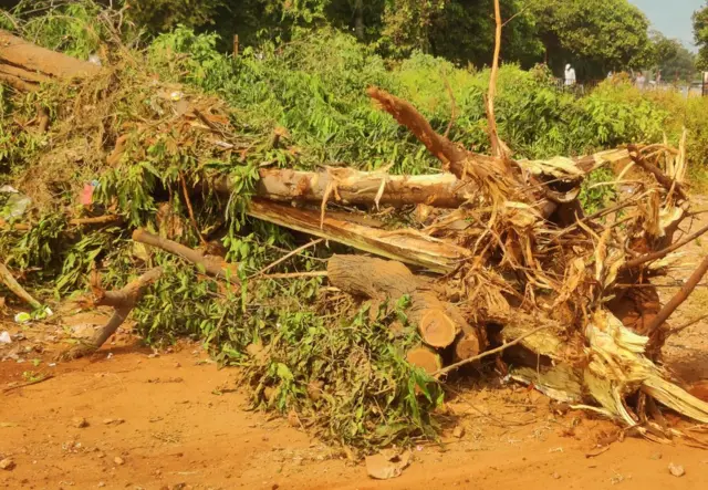 ఏయూలో కూల్చేసిన చెట్లు