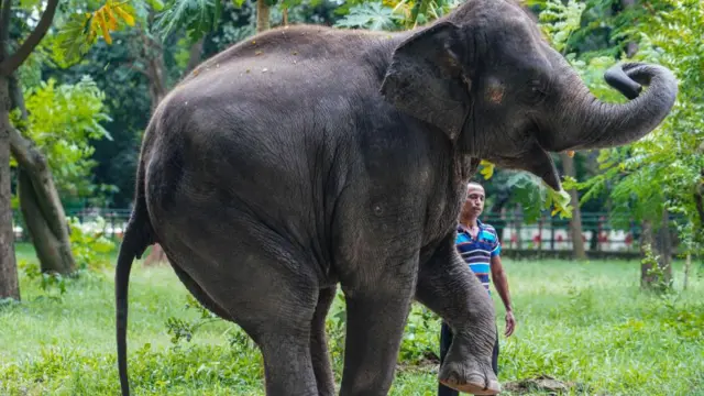 এশীয় প্রজাতির হাতি তুলনায় আকারে ছোট হয়ে থাকে