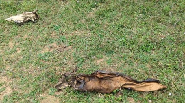 இலங்கை, மட்டக்களப்பு, தமிழர்கள், சிங்களர்கள், விவசாயம், கால்நடை, மாடுகள்