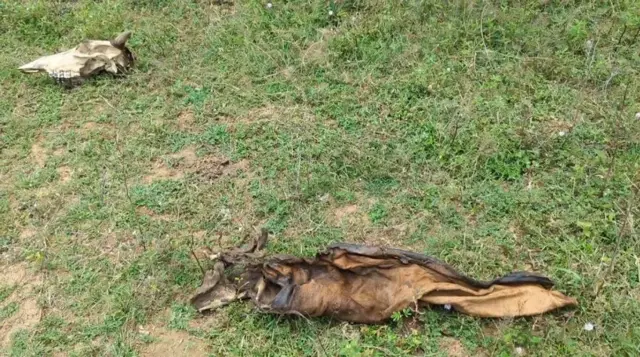 இலங்கை, மட்டக்களப்பு, தமிழர்கள், சிங்களர்கள், விவசாயம், கால்நடை, மாடுகள் 