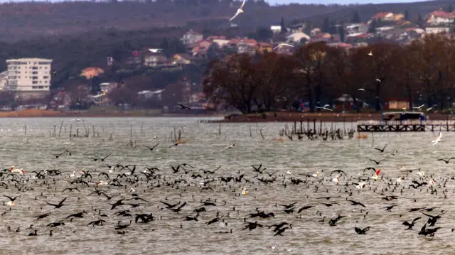 ptice iznad Dojranskog jezera
