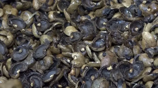 జీడి పప్పు