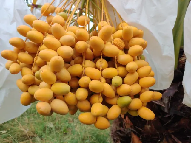 ખજૂરની ખેતી, ગુજરાત, ગુજરાતમાં ખેતી, બીબીસી ગુજરાતી, કચ્છના ખારેક, ખારેકની ખેતી, ભારત, ઇરાક