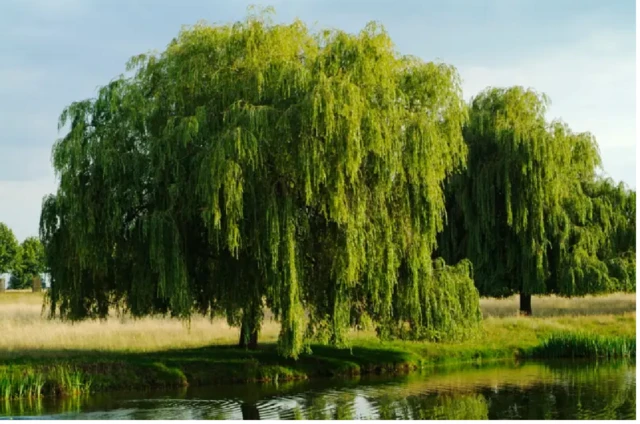 Le saule pleureur est la source de la substance
