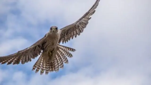 Парвоздаги лочин