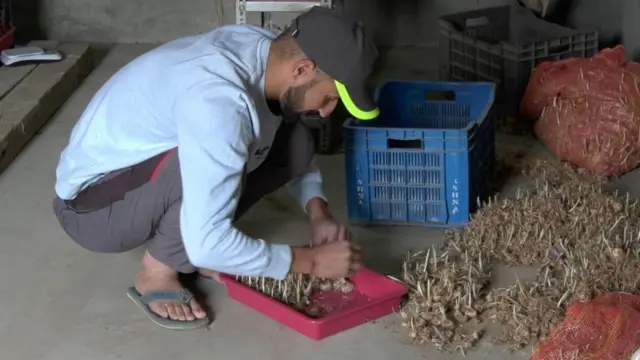 ਕੇਸਰ ਦੀ ਖੇਤੀ