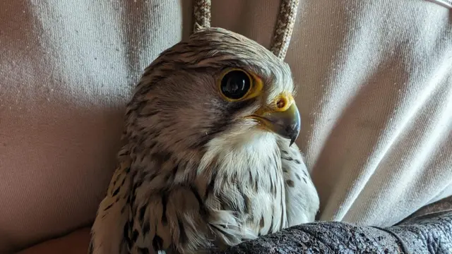 Un cernícalo con plumas blancas, negras y canela se sostiene con fuerza en una mano enguantada. Mira hacia la izquierda, por lo que solo se le ve un ojo.