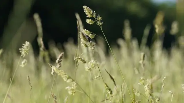 polen, astma, klimatske promene, alergije, ambrozija