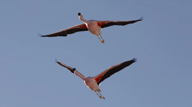 Flamingos voam sobre a lagoa Chaxa, no salar de Atacama, no Chile