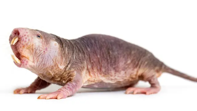 این موشهای ساکن تونلهای زیرزمینی حداکثر۴۰ سال عمر میکنند که طولانیترین عمر یک جونده شناختهشده در جهان به شمار میآید