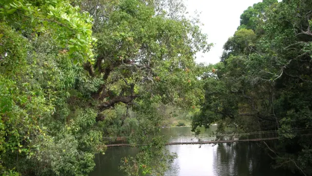 గంధపు చెట్లు