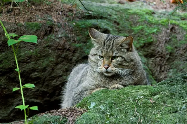 Дикий кіт у вольєрі Національного парку Баварський ліс, Німеччнина