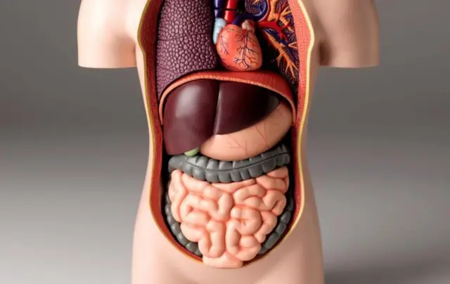 ਲਿਵਰ, ਸ਼ਰਾਬ