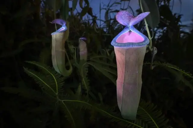 
A pitcher plant fluoresces in shades of purple and pink (Credit: Chien Lee)