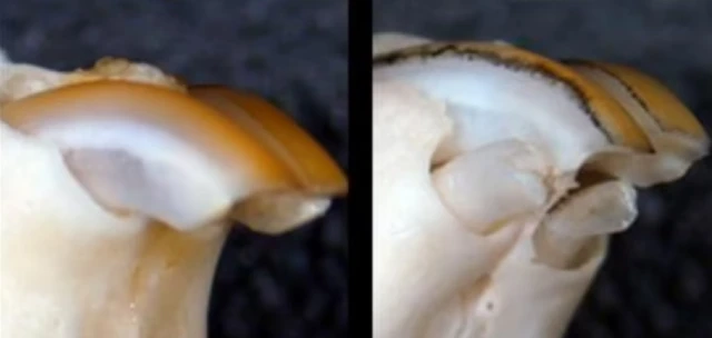 Tijaabada xayawaanka lagu sameeyey ayaa shaqaysay