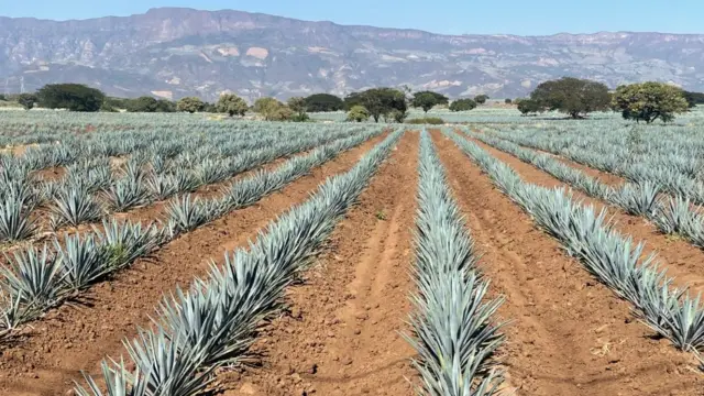Agave tequilana