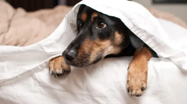 kain sprei, rumah sakit, bakteri, jamur, mikroba, bantal