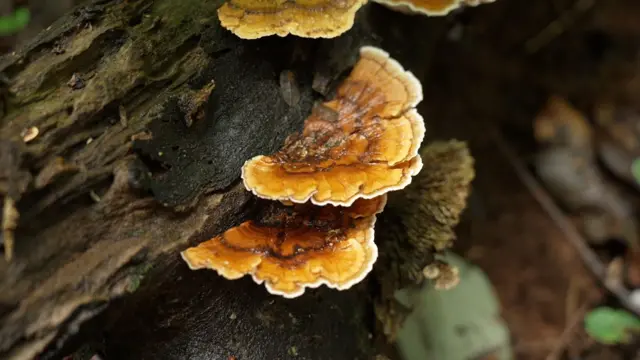 अनेक दुर्मिळ वनस्पती ज्या कालौघात नष्ट झाल्या आहेत त्या देवरायांमध्ये टिकून आहेत.