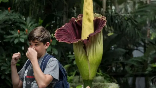 Reportaje: Las razones por las que la planta Aro Gigante huele a cadaver y tarda 10 años en florecer…