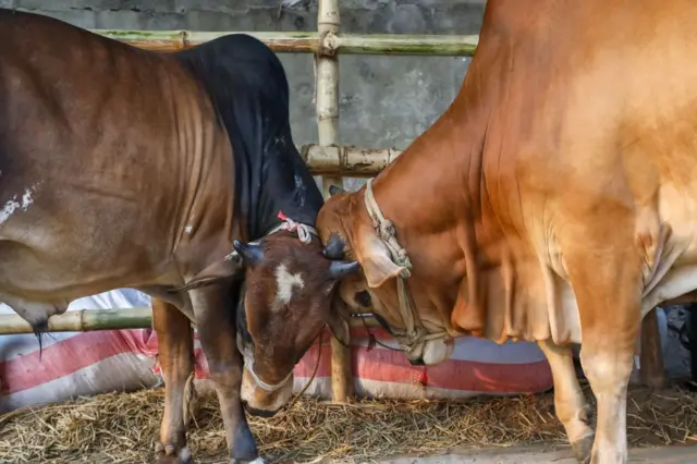 ভারতীয় উপমহাদেশে এক গরু কোরবানির রেওয়াজ ছিল না খুব বেশি