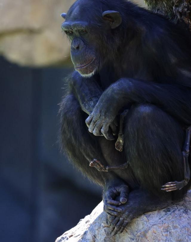 A chimpanzé Natalia com o filhote