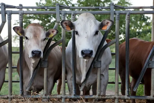 ગુજરાતમાં પશુપાલન, ગાય, ભેંસ, દૂધ ઉત્પાદન, ગુજરાતમાં દૂધમંડળી, બીબીસી ગુજરાતી, પ્રેગનન્સી ટેસ્ટ