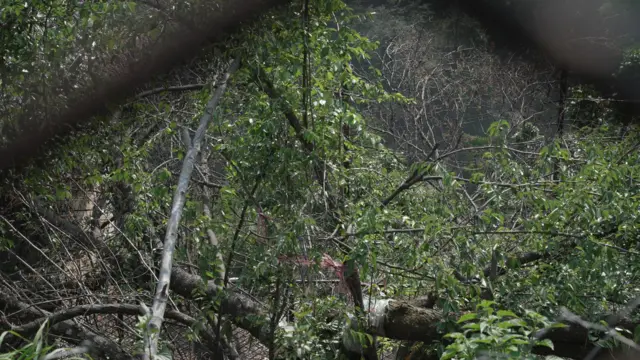 Pohon bodhichitta, Nepal