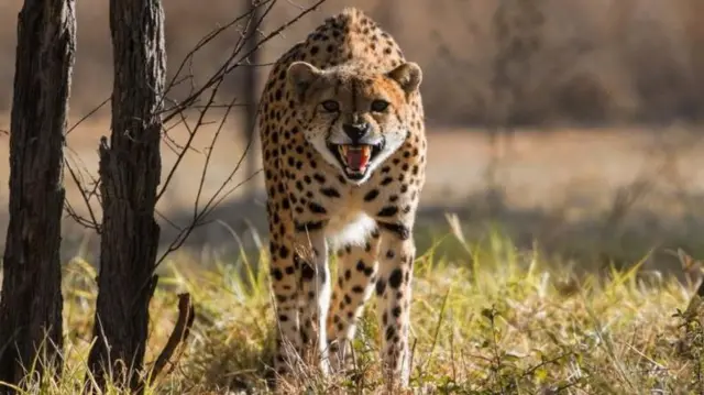 புலி, சிங்கம், நரேந்திர மோதி