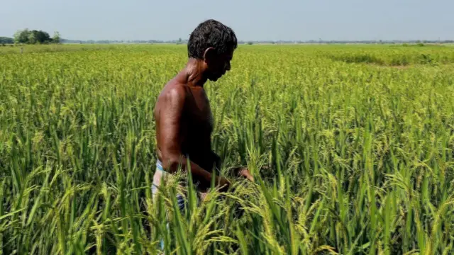 सिंगूर के अपने खेत में एक किसान