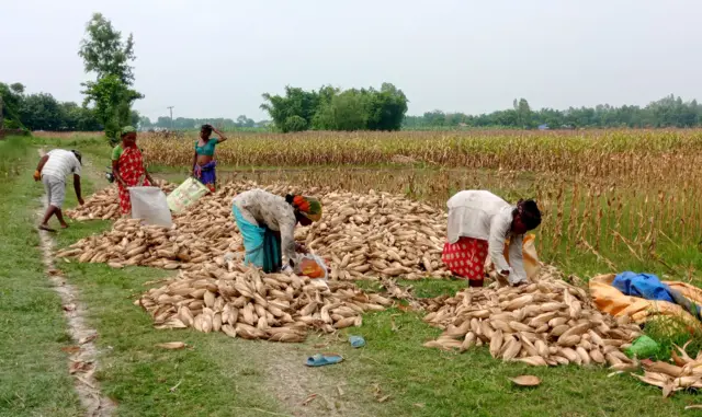 मकै भेला पार्दै नेपाली किसान
