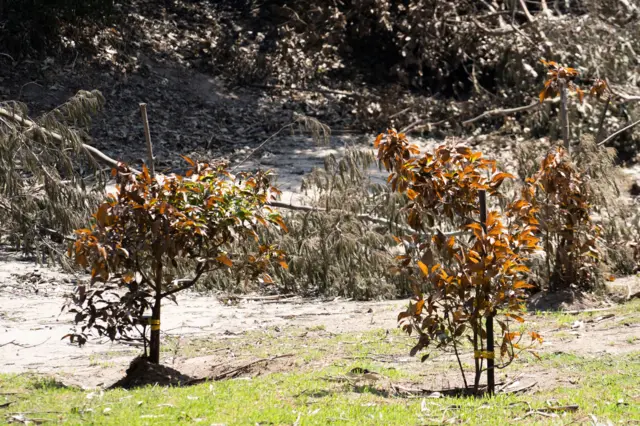 Varios árboles, que fueron enviados a Chile como parte del programa Hiroshima Green Legacy, aún permanecen en pie en el Jardín Botánico de Viña del Mar a pesar de un incendio que arrasó el jardín de Viña del Mar. 