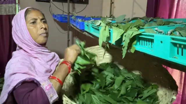 ਬਿਮਲਾ ਦੇਵੀ