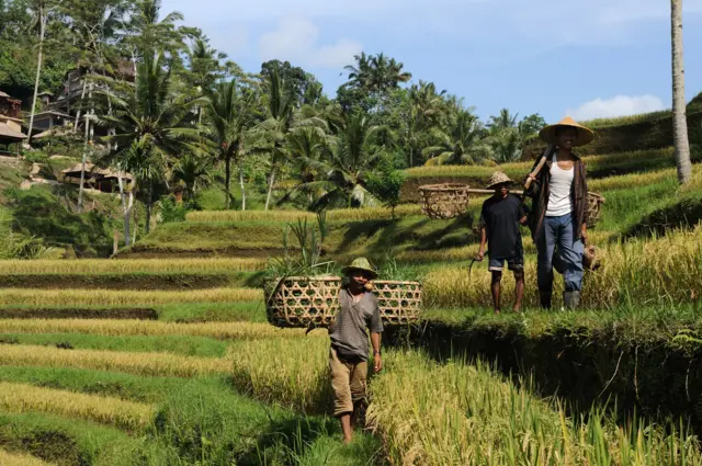 Para petani di sebuah desa di Bali.