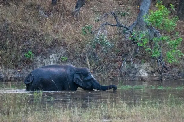 हत्तीचा संग्रहित
