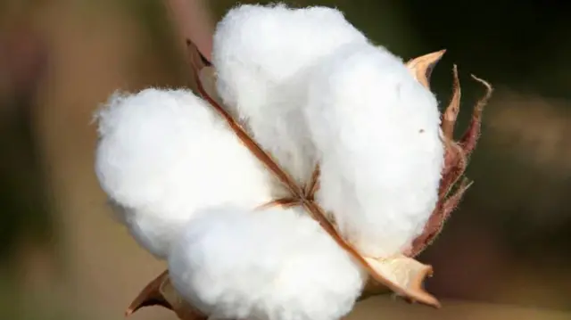 प्रातिनिधिक फोटो